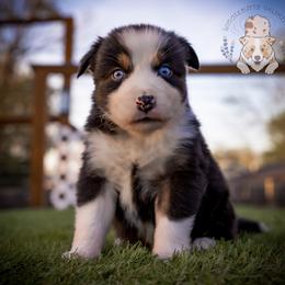 Bunny - Black tri-color female Australian Shepherd puppy in Buena Vista, Colorado from Wigglebutts Unlimited