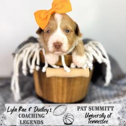 Pattie - Red female Australian Labradoodle puppy in Anderson, South Carolina from Brinkerhoff Doodle Farm