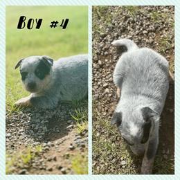 Boy 4 - Blue speckled male Australian Cattle Dog puppy in Prague, Oklahoma from S&B Cattle Co.