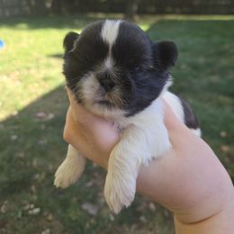 Susie - Brindle and white female Shih Tzu puppy in Normal, Illinois from Happy Shih Tzu Homes