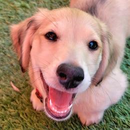 Orzo - Cream male Dachshund puppy in Parma, Idaho from Terracane Dachshunds & Sunwell Golden Retrievers