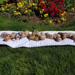 Goldendoodle Puppies from Mumzee Doodles