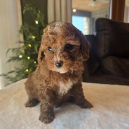 Yellow collar lexi - Red  female Goldendoodle puppy in Bristol, Tennessee from 4goldendoodles