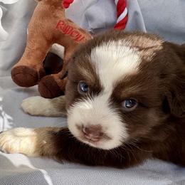 Rudolph - Red tri male Miniature Australian Shepherd puppy in Port Saint Lucie, Florida from Charlene Brannon's Mini Australian Shepherds