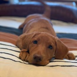 Labrador Retrievers from Kestrel hill labs