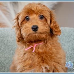 Rosie - Red female Cockapoo puppy in Connersville, Indiana from Deaz Doodle Ranch
