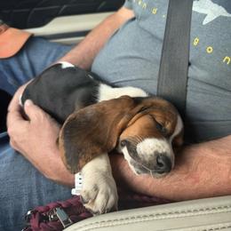 Basset Hound and Pembroke Welsh Corgi Puppies from Solo Spur Ranch