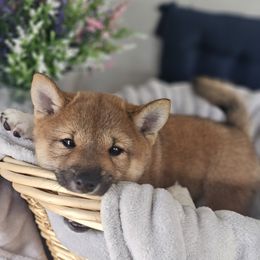 Shiba Inu Puppies from Shiba Shenanigans
