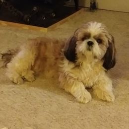 Gretchen - Shih Tzu