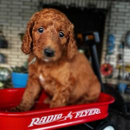 Light Blue Collar Male - Chocolate male Goldendoodle puppy in Eunice, Louisiana from Maison De Pawz
