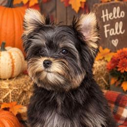 Mark - Black and tan male Yorkshire Terrier puppy in Lebanon, Kentucky from Mosaic Merle Doodles
