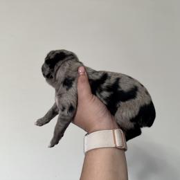 Australian Shepherd Puppies from Sun Kissed Aussies
