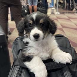 Pembroke Welsh Corgi Puppies from Solstice Farm Corgis