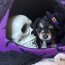 Peony - Black and tan female Morkie puppy in Lawrenceville, Georgia from Georgias Finest Puppies