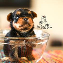 Yorkshire Terrier Puppies from Essence of Grace Yorkies