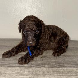 Blue collar boy - Blue male Poodle puppy in Valdosta, Georgia from Posh Poodles