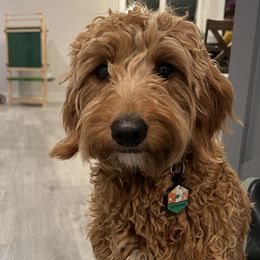 Ruby - Goldendoodle
