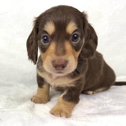 Shania - Chocolate and cream female Dachshund puppy in Mesquite, Texas from AB Dachshund