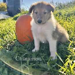 Cinnamon - Sable female Collie puppy in Waterville, Iowa from Lisa’s Lassies