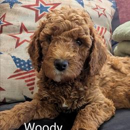Woody - Green Collar - Red  male Goldendoodle puppy in Citrus Heights, California from Grandpaw's Golden Doodles