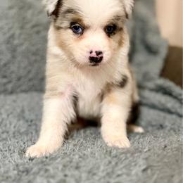 Cosmo - Blue merle male Australian Shepherd puppy in Athens, Texas from Ricochet Corgis