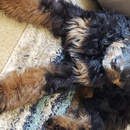 Bernedoodle and Shih Tzu Puppies from Route 66 Poodles & Doodles, Sapphire Shih-tzu's of Ohio