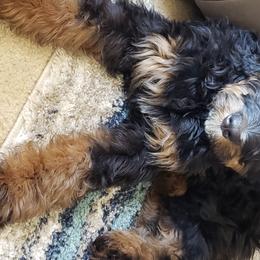 Bernedoodle and Shih Tzu Puppies from Route 66 Poodles & Doodles, Sapphire Shih-tzu's of Ohio