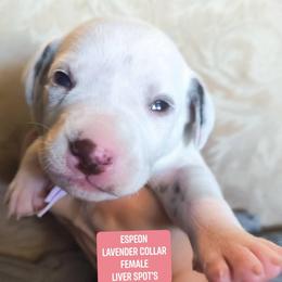 Espeon (Lavender collar) - White and liver brown female Dalmatian puppy in Raymondville, Missouri from Wagner's Dalmatian's
