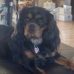 Cavalier King Charles Spaniels from Agape Farm Cavaliers