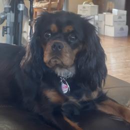 Cavalier King Charles Spaniels from Agape Farm Cavaliers