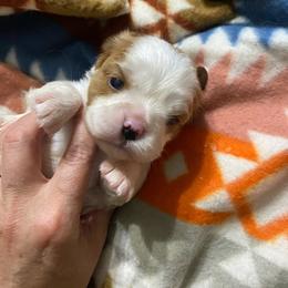 WhiteRubyGirl - Blenheim female Cavalier King Charles Spaniel puppy in Pocatello, Idaho from Sarah's Cavachons, Bichons & King Charles Cavalier Spaniels