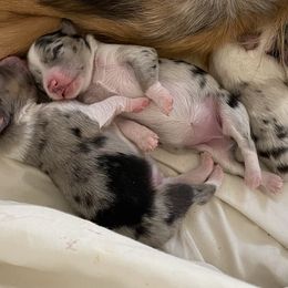 Miniature Australian Shepherd Puppies from Rolling Oaks Farm