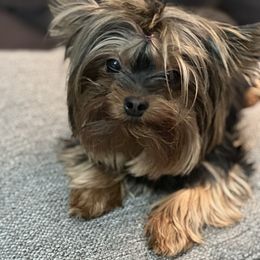 Yorkshire Terrier Puppies from Dreams Come True Yorkies