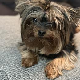 Yorkshire Terrier Puppies from Dreams Come True Yorkies