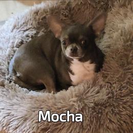 Mocha - Chihuahua