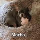 Mocha