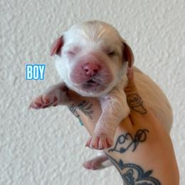 Boy 1 - Cream male Australian Labradoodle puppy in Valley Springs, California from Blue Denim Doodles