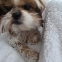 Lucy up for adoption - Shih Tzu