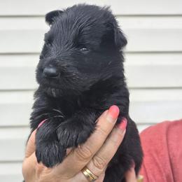 German Shepherd Puppies from Schultz's Premium German Shepherds