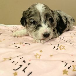Aussiedoodle, Bernedoodle, and Poodle Puppies from Sis' Doodles & Poodles