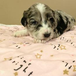 Aussiedoodle, Bernedoodle, and Poodle Puppies from Sis' Doodles & Poodles