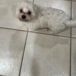 Girl 2 - White female Bichon Frise puppy in Homosassa, Florida from Tammy's Bichon Frise