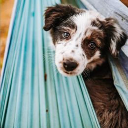 Border Collie Puppies from Twisted Biscuit Border Collies