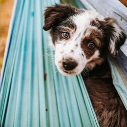 Border Collie Puppies from Twisted Biscuit Border Collies