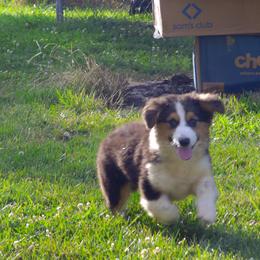American Corgi and Pembroke Welsh Corgi Puppies from Kates Corgis