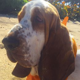 Angel - Basset Hound