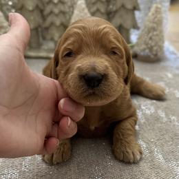 Gumdrop (Green Collar) - Red  male Goldendoodle puppy in Bay City, Texas from Charming Doods