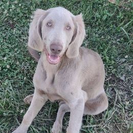 Sammy - Long Haired Weimaraner