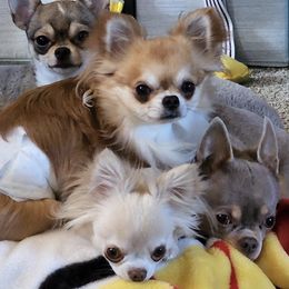 Chihuahuas from Heather Jackson