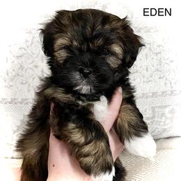 Shichon Puppies from Judi’s Shichons